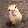laura_dixon1331